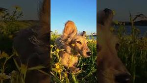 Video post by @gopro on YouTube