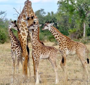 Image post by @chiawasafaris on Instagram