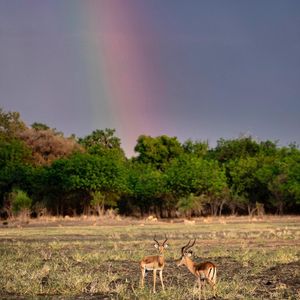 Image post by @chiawasafaris on Instagram