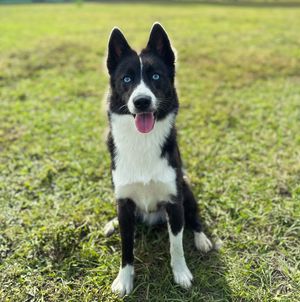 Image post by @tux_the_blue_pomsky on Instagram