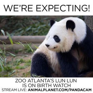 Image post by @animalplanet on Instagram