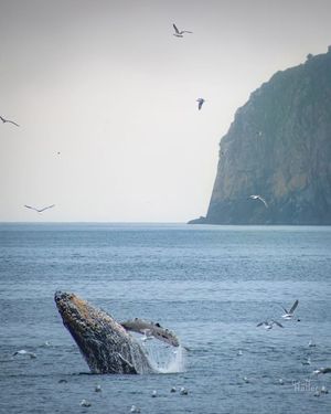 Image post by @nationalparkscollective on Instagram