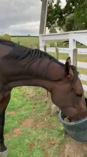 Image post by @NZHorseAmbulanceTrust on Facebook