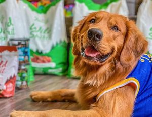 Image post by @triumphpetfood on Instagram