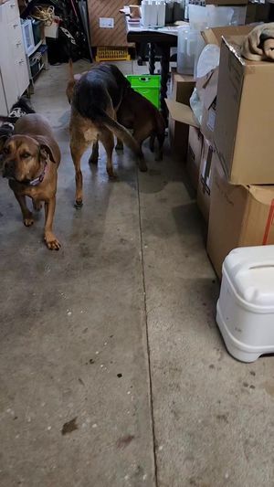 Video post by @caninecareprobiotic on Facebook