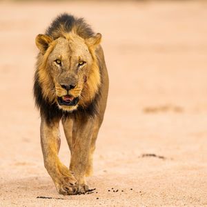 Image post by @chiawasafaris on Instagram
