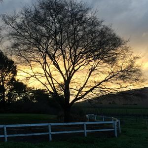 Image post by @snaffle_it on Instagram