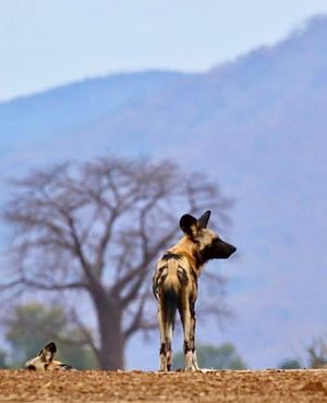 Image post by @chiawasafaris on Instagram