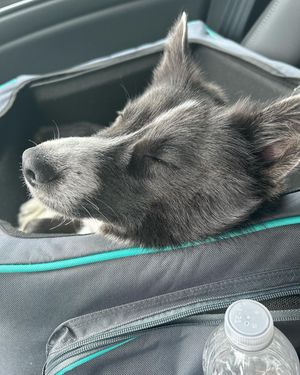 Image post by @tux_the_blue_pomsky on Instagram