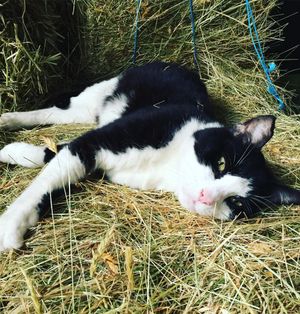 Image post by @snaffle_it on Instagram
