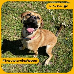 Image post by @jetsetpets on Instagram