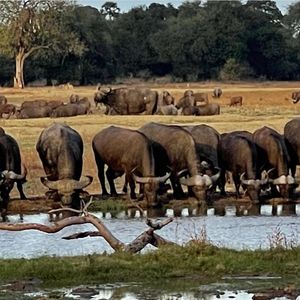 Image post by @chiawasafaris on Instagram