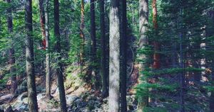 Image post by @brysonroatch on Instagram