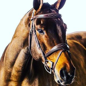 Image post by @snaffle_it on Instagram