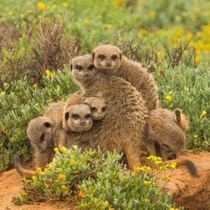 Image post by @animalplanet on Instagram