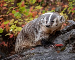 Image post by @AnimalPlanet on Twitter/X