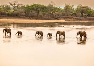 Image post by @chiawasafaris on Instagram