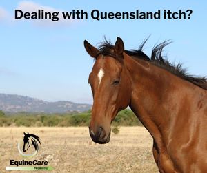 Image post by @equinecareprobiotic on Instagram
