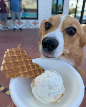 Image post by @ziggy_thecorg on Instagram