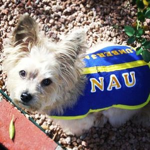 Image post by @nauflagstaff on Instagram