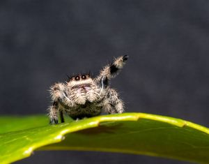 Image post by @AnimalPlanet on Twitter/X