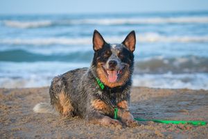 Image post by @evolvepetfood on Instagram