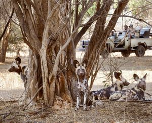 Image post by @chiawasafaris on Instagram