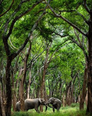 Image post by @chiawasafaris on Instagram