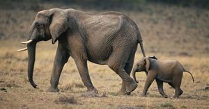 Image post by @animalplanet on Instagram