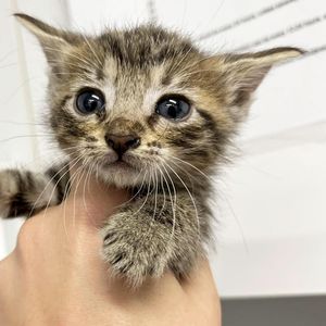 Image post by @spokhumanesoc on Instagram