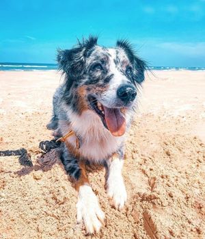 Image post by @evolvepetfood on Instagram