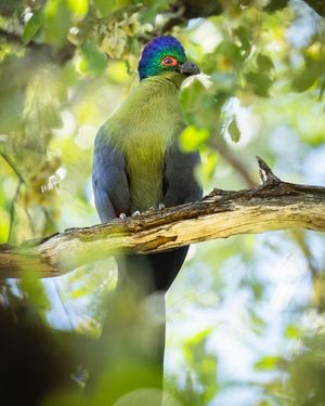 Image post by @chiawasafaris on Instagram