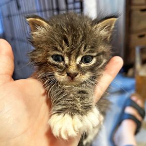Image post by @spokhumanesoc on Instagram