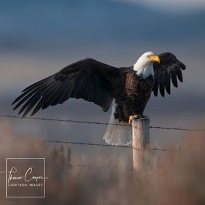 Image post by @lightboximages on Instagram