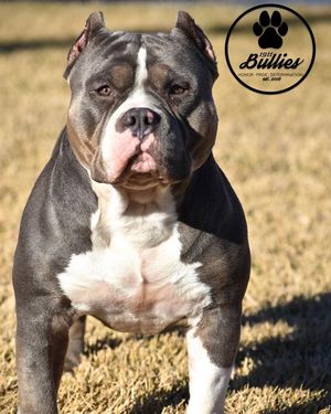 Image post by @1911bullies on Facebook