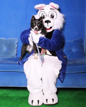 Image post by @tux_the_blue_pomsky on Instagram
