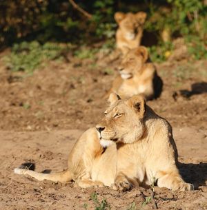 Image post by @chiawasafaris on Instagram