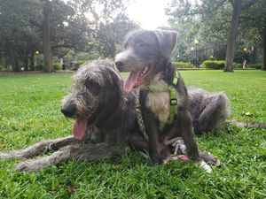 Image post by @thesavannahwolfhound on Instagram