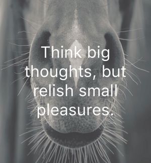 Image post by @snaffle_it on Instagram