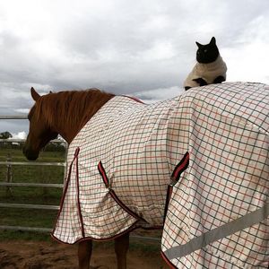 Image post by @NZHorseAmbulanceTrust on Facebook