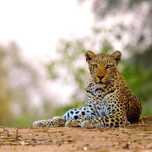 Image post by @chiawasafaris on Instagram