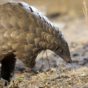Image post by @animalplanet on Instagram