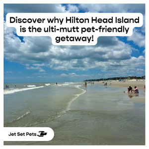 Image post by @jetsetpets on Instagram