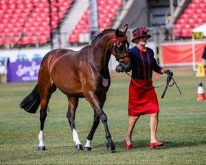 Image post by @equinecareprobiotic on Instagram