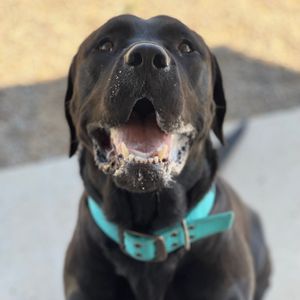 Image post by @whitmanpets on Instagram