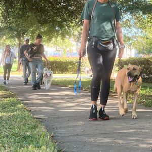 Image post by @alldogsunleashed_clt on Instagram