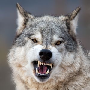Image post by @animalplanet on Instagram