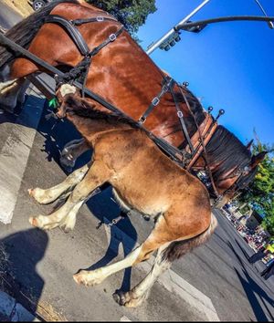 Image post by @ellensburgrodeo on Instagram