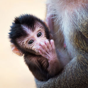 Image post by @animalplanet on Instagram