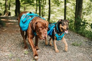 Image post by @triumphpetfood on Instagram